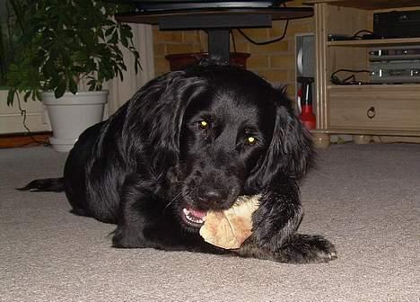 Blanding af racer Bastian. - Dejlig julegave.... billede 8