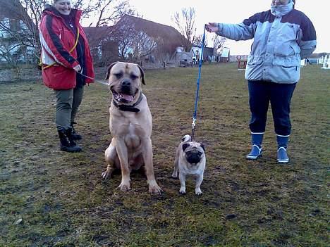 Mastiff Holger (Find holger ) - Sidder lige sammen med sin legekammerat... billede 4