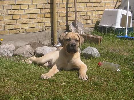 Mastiff Holger (Find holger ) - Her er jeg ca 14 uger gammel og nyder solens varme : ) billede 5