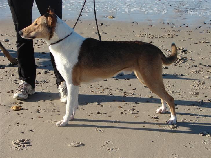 Collie korthåret Uku DKK Racevinder i 2007 - Uku maj 2007 hvor han fik sit første certifikat, kun 10 mdr gammel. billede 1