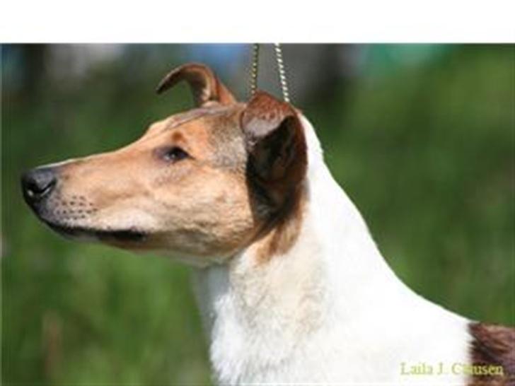 Collie korthåret Uku DKK Racevinder i 2007 - er jeg ikke bar smuk billede 2