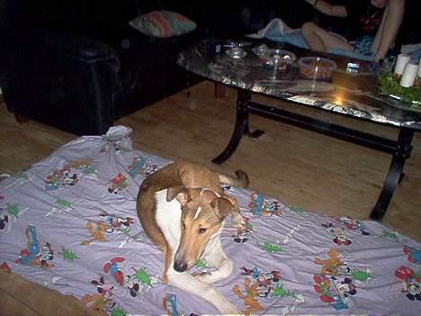 Collie korthåret Uku DKK Racevinder i 2007 - Skønt med en madras på gulvet, den må være til mig billede 3