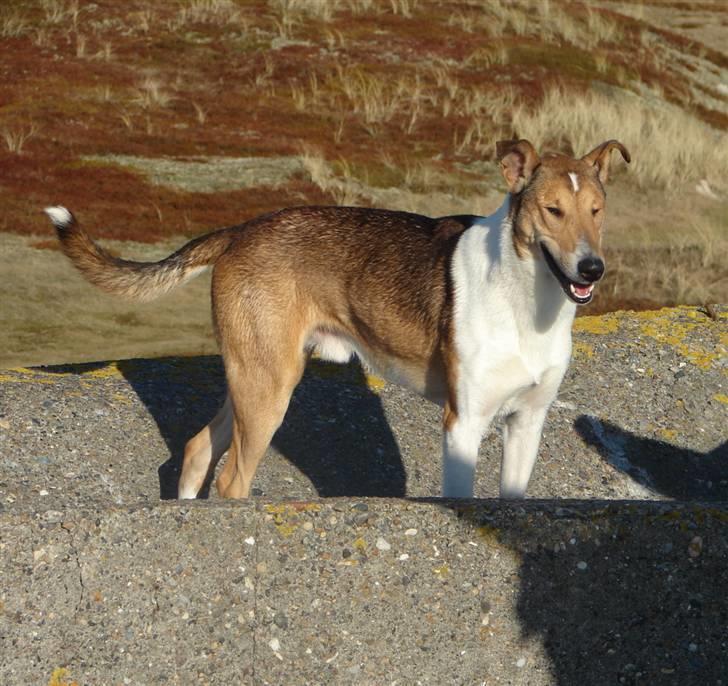 Collie korthåret Uku DKK Racevinder i 2007 billede 4