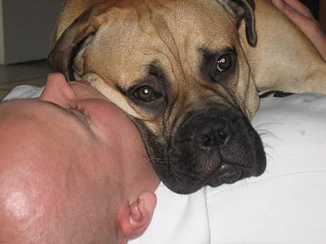 Bullmastiff Bertha - Vi ser lige om far kan holde til det. billede 17