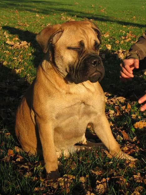 Bullmastiff Bertha - Nyder solen. billede 18