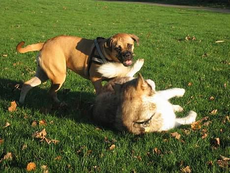 Bullmastiff Bertha - Bertha med hendes legekammerat Dixy. billede 19