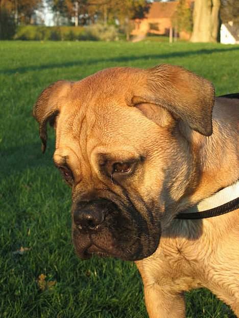 Bullmastiff Bertha billede 20