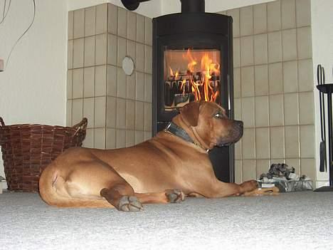 Blanding af racer Ballu - liger lige og varmer mig... igen... billede 17