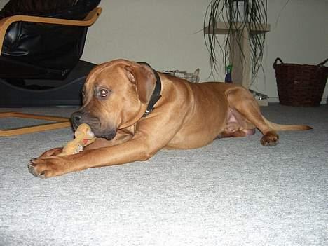 Blanding af racer Ballu billede 18