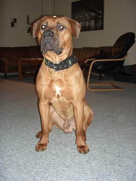 Blanding af racer Ballu - skal jeg nu side stille igen ?? billede 19