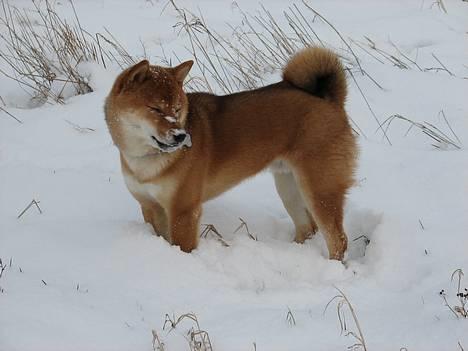 Shiba Pyrus billede 5