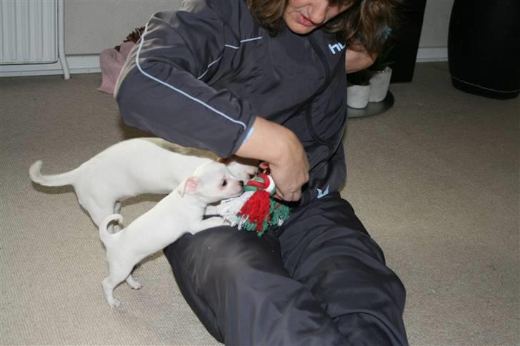 Chihuahua Tyson billede 1