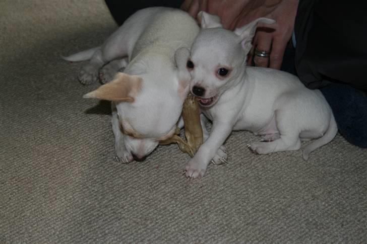 Chihuahua Tyson billede 2