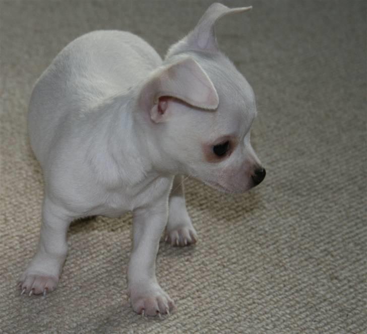 Chihuahua Tyson billede 3