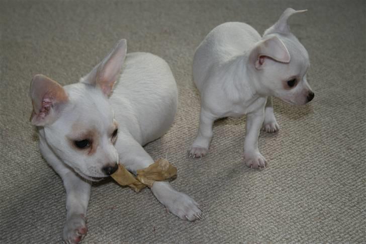 Chihuahua Tyson billede 4