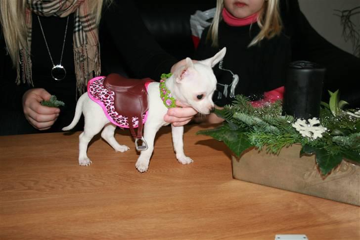 Chihuahua Tyson billede 5