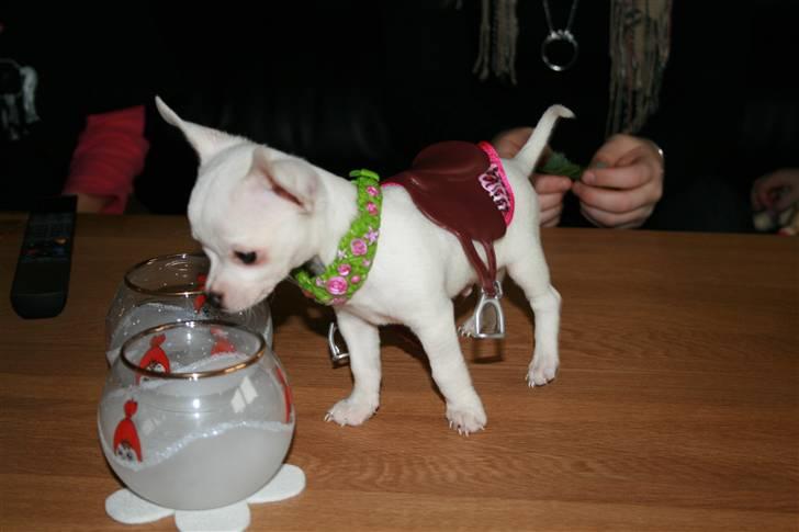 Chihuahua Tyson billede 6