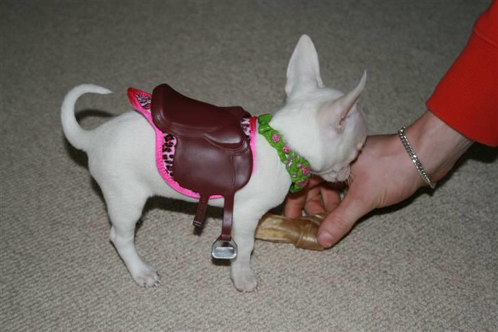 Chihuahua Tyson billede 7