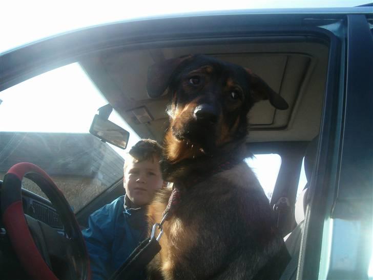 Blanding af racer Bjørn - Bjørn elsker at køre bil =p billede 19