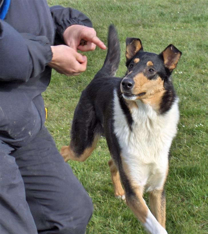 Collie korthåret Cody R.I.P. - opmærksomhed billede 1