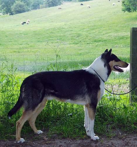 Collie korthåret Cody R.I.P. billede 3