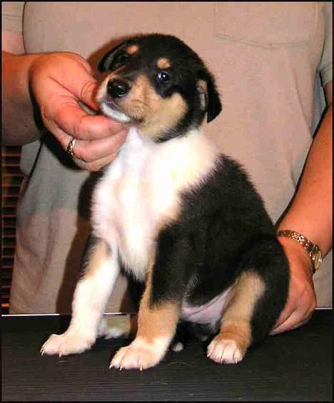 Collie korthåret Cody R.I.P. billede 4