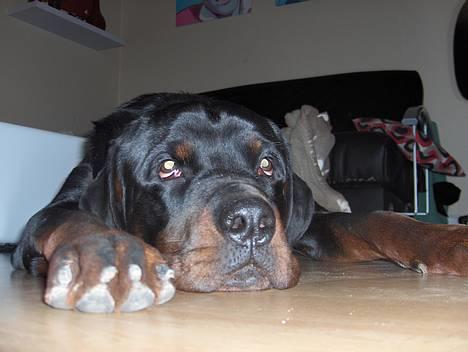 Rottweiler tyson død  billede 1