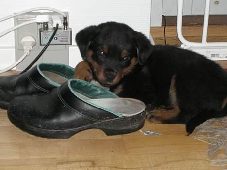 Rottweiler Elmedige´s Lord Kenzo - 9 uger gammel billede 9