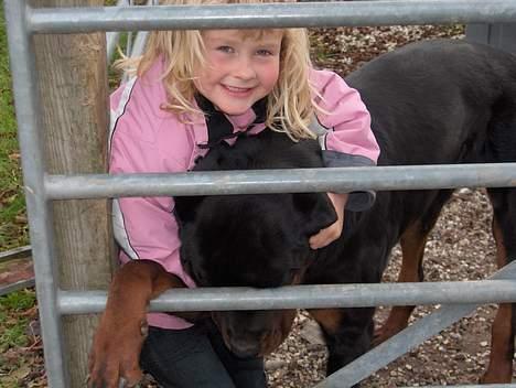 Rottweiler tyson død  billede 3