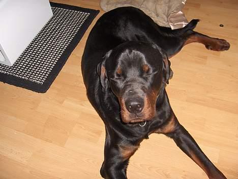 Rottweiler tyson død  billede 4