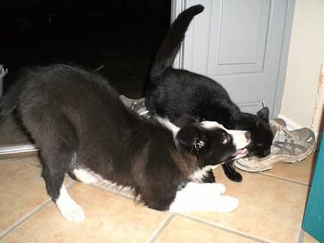 Border collie Freja - 23/12 2005 billede 4