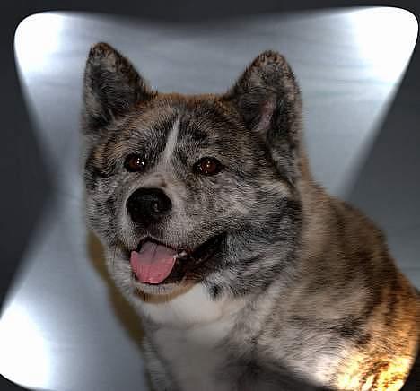 Akita inu Sumi * R.I.P * billede 1