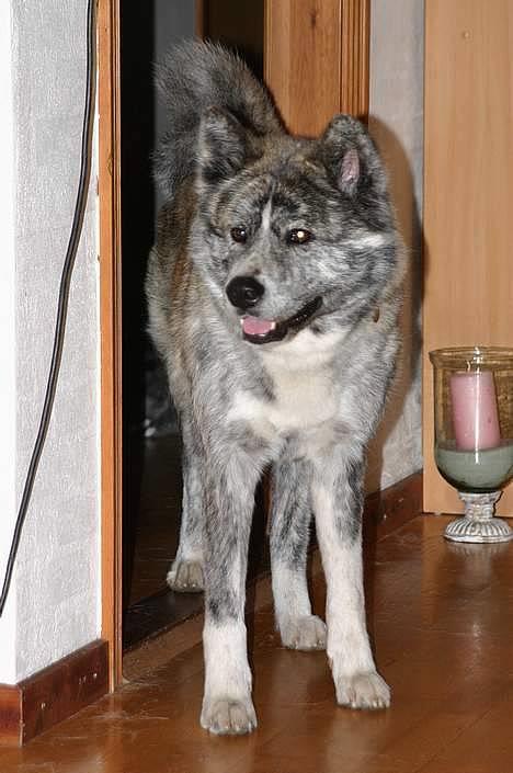 Akita inu Sumi * R.I.P * billede 2