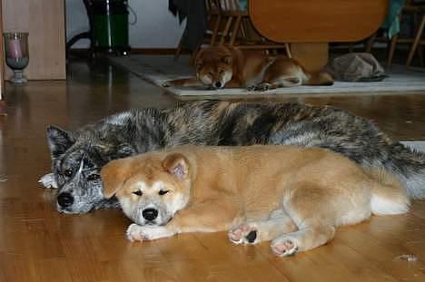 Akita inu Sumi * R.I.P * billede 3