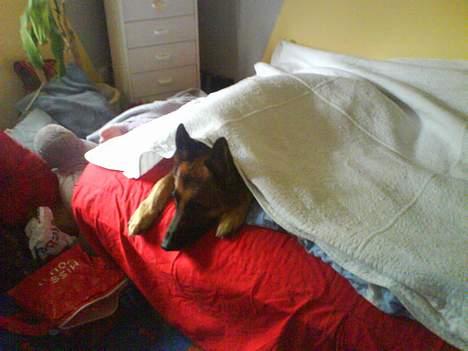 Schæferhund kanto - (taget med mobilen) er lige igang med at redde seng.:) billede 16