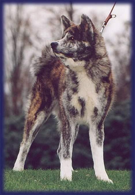 Akita inu Sumi * R.I.P * billede 4