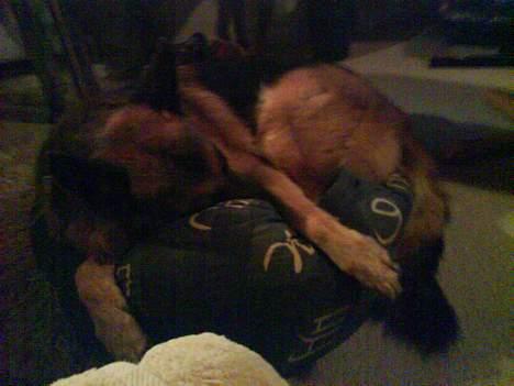 Schæferhund kanto - (taget med mobilen) ligger lige og sover. billede 17