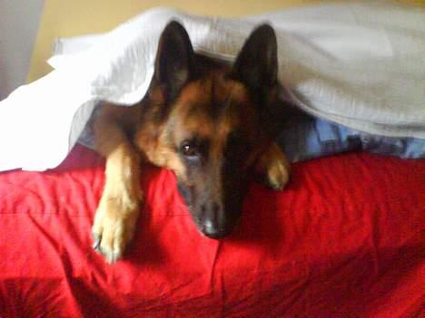 Schæferhund kanto - 8taget med mobilen) gider ikke at fjerne sig når man redder seng.:p billede 18