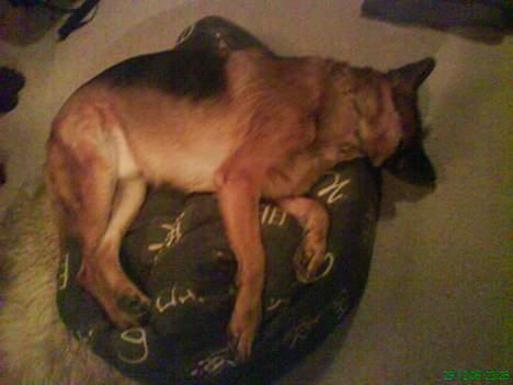Schæferhund kanto - (taget med mobilen) bare rolig han er ikk død. hehe . han ligger bare og sover. =) billede 19
