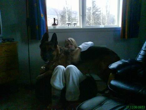 Schæferhund kanto - (taget med mobilen) "man er da aldrig for stor til at putte." på ferie billede 20