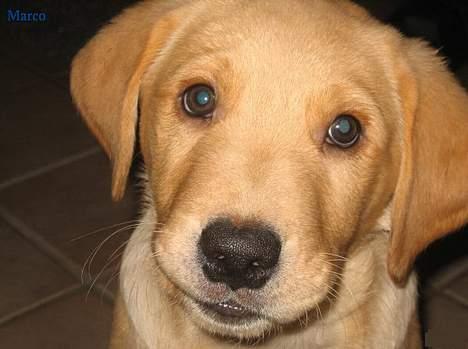 Golden retriever Marco - Yes, tak fordi du ville kigge forbiiii :} . billede 1