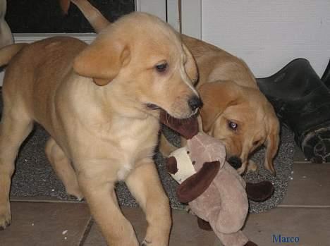 Golden retriever Marco - Leege , Leegee .. billede 2