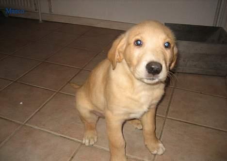 Golden retriever Marco - Se, jeg sagde at jeg kunne siiidde <,3 . billede 3
