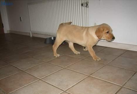 Golden retriever Marco - Nu skal jeg altså finde et sted , at tisse . billede 4