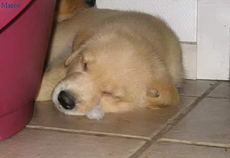 Golden retriever Marco - Godnat . billede 5