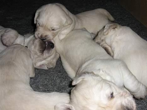 Golden retriever Hvalpe - Skal vi lege ? ? ? :D billede 8