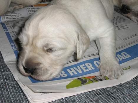 Golden retriever Hvalpe - Hvorfor tisse på aviserne :) - Når man kan sove på dem ! :P billede 9