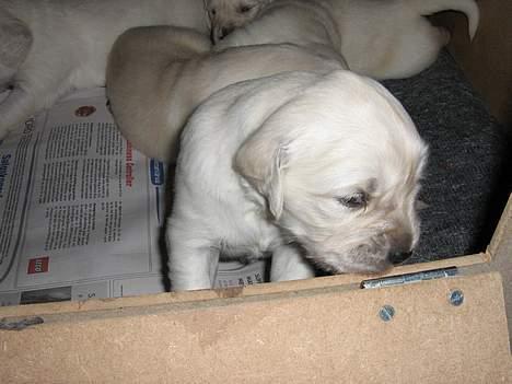 Golden retriever Hvalpe - Hmm... hva kan jeg sig ? ! billede 10