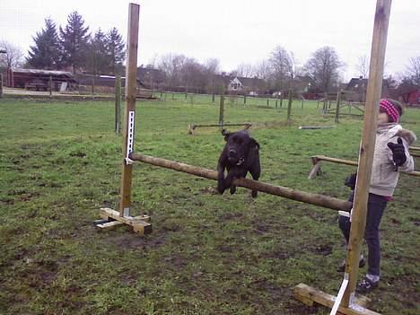 Labrador retriever flora<3 - Elsker sku min dejlige spring hund billede 12