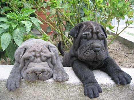 Shar pei Lupus - Mig og min bror Budda, inden vi kommer hjem til hver vores nye familier billede 1